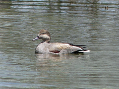 Mareca strepera