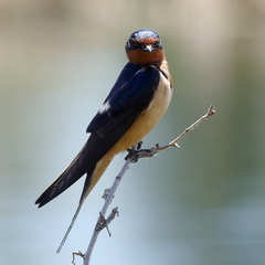 Hirundo rustica