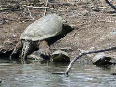 Chelydra serpentina