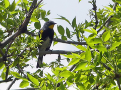 Setophaga coronata auduboni