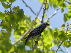 Setophaga coronata auduboni