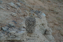 Bubo ascalaphus