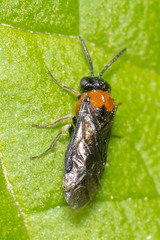 Phymatocerini