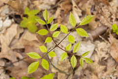 Fraxinus quadrangulata