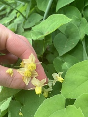 Epimedium × versicolor