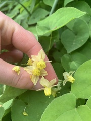Epimedium × versicolor