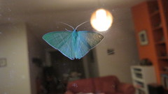 Urolitha bipunctifera