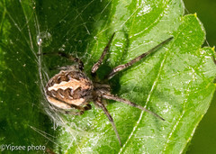Neoscona theisi