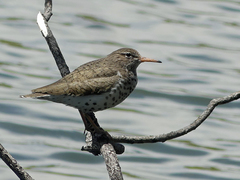 Actitis macularius