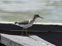 Actitis macularius