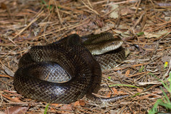 Lampropeltis calligaster