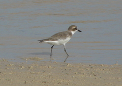 Charadrius leschenaultii columbinus