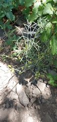 Lomatium triternatum triternatum