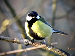 Parus major major