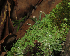 Cladonia peziziformis image