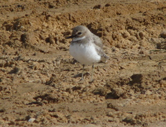 Charadrius leschenaultii columbinus