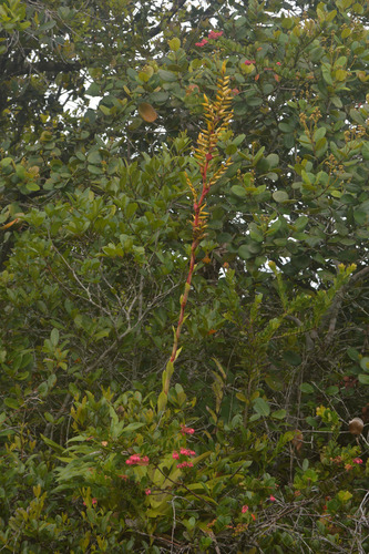 Vriesea friburgensis