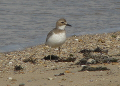 Charadrius leschenaultii columbinus