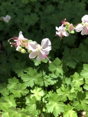 Geranium × cantabrigiense