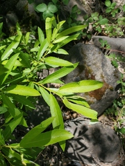 Salix melanopsis