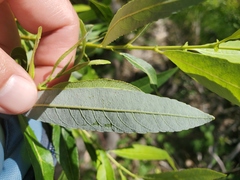 Salix melanopsis
