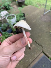 Candolleomyces candolleanus