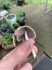 Candolleomyces candolleanus