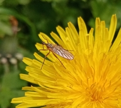 Empis digramma