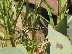 Eusynthemis virgula