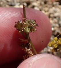 Tauschia parishii