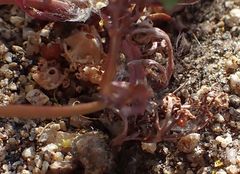 Tauschia parishii