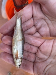 Hybognathus placitus