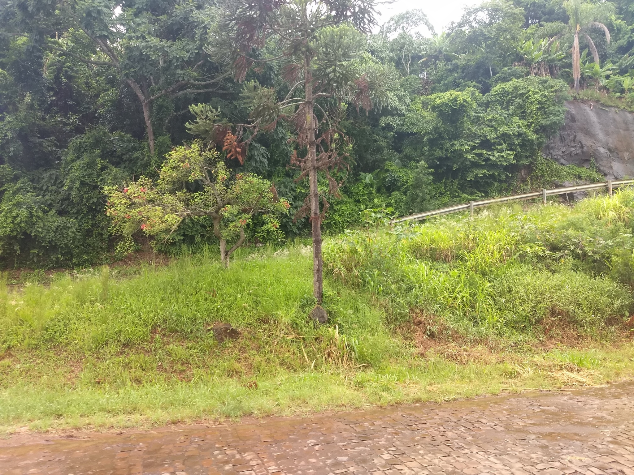 Araucaria angustifolia