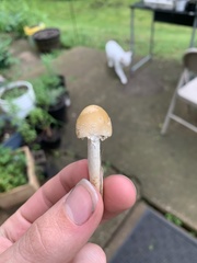 Candolleomyces candolleanus