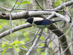 Stilpnia cyanoptera