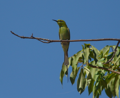 Merops viridissimus
