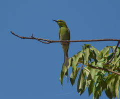 Merops viridissimus