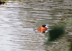 Oxyura ferruginea
