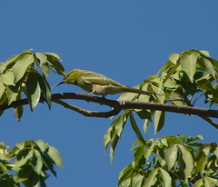 Merops viridissimus