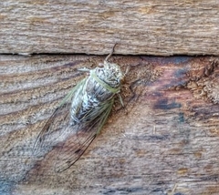 Diceroprocta alacris