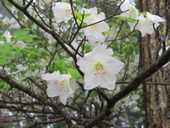 Rhododendron quinquefolium