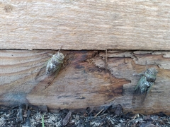 Diceroprocta alacris