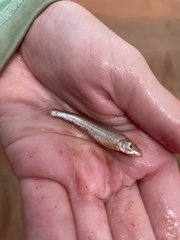Arkansas River Speckled Chub photo 3
