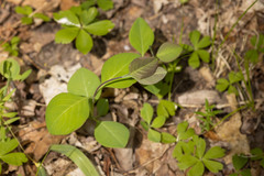 Lonicera reticulata
