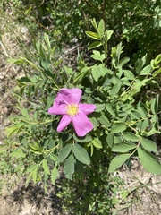 Rosa woodsii