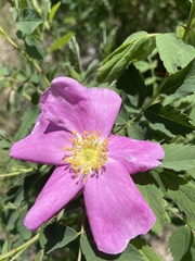 Rosa woodsii