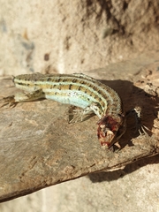 Psammodromus occidentalis