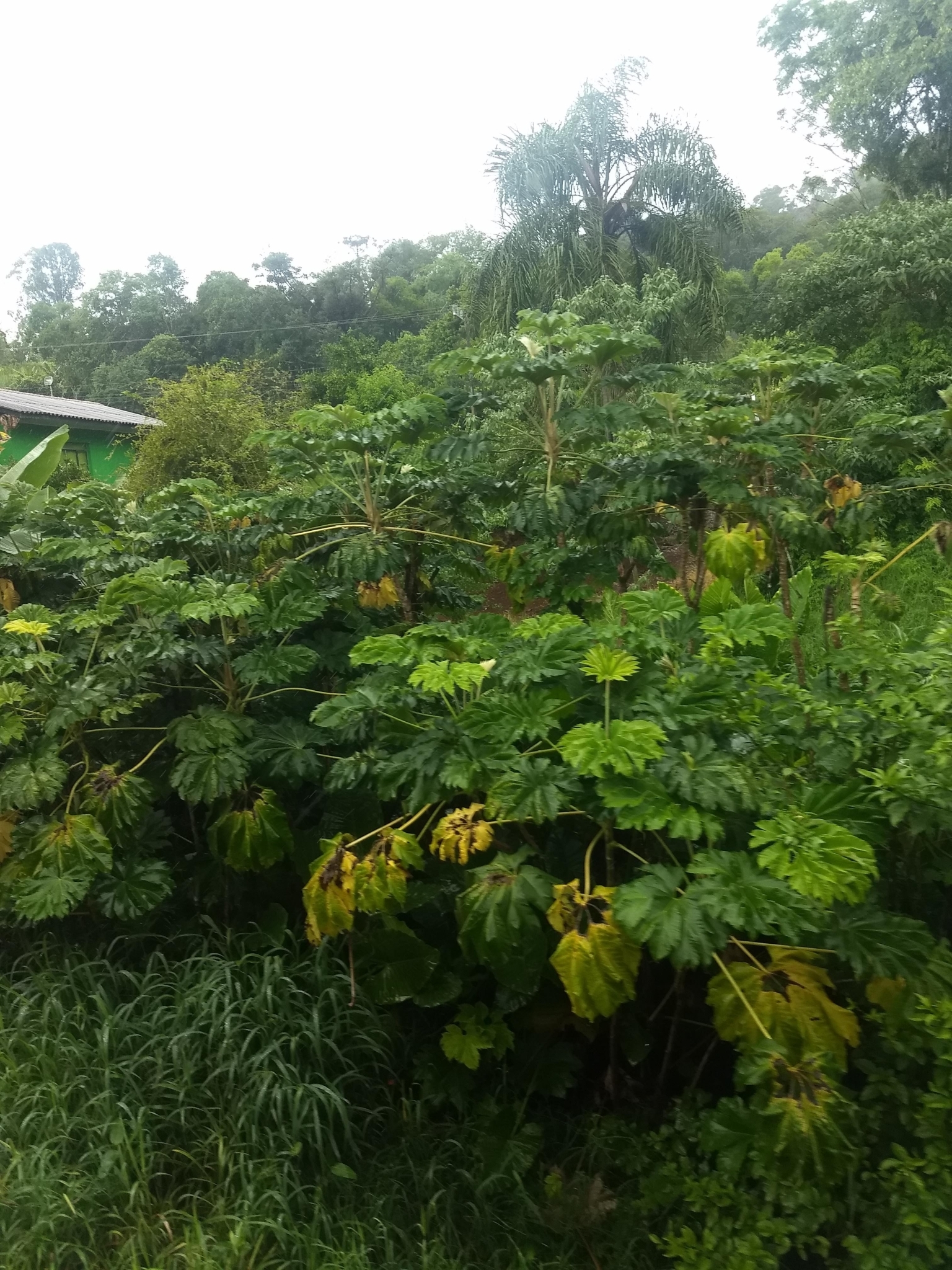 Tetrapanax papyrifer