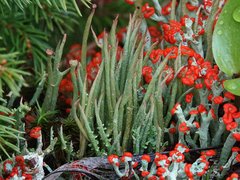 Cladonia maxima image