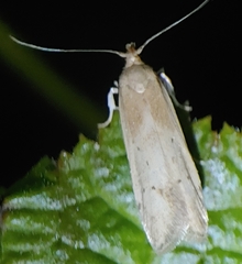 Blastobasis lacticolella